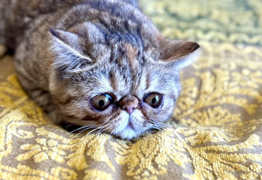 Exotic Short Hair kitten with big expressive eyes at Catsy Cats Cattery Tampa FL