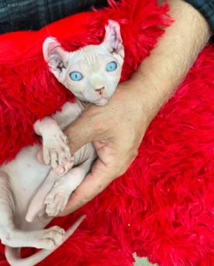 Elf Sphynx with blue eyes at Catsy Cats Cattery in Tampa FL