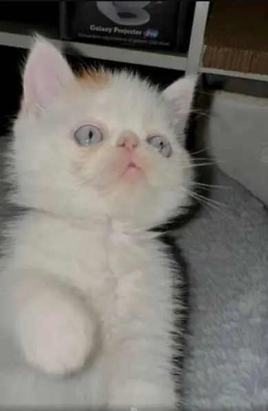 An adorable white Persian kitten with striking blue eyes and a small patch of color on its head.