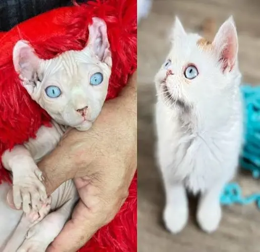 Two blue-eyed exotic kittens: a white Sphynx kitten and a fluffy white Persian kitten.