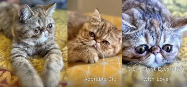 A triptych of a cute Exotic Persian Shorthair kitten named Cici, showcasing her adorable face and eyes.