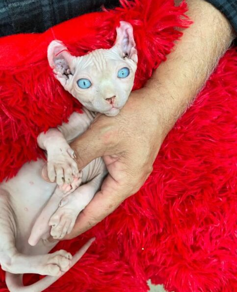 A close-up of a blue-eyed Sphynx kitten being lovingly held in a person's hand.
