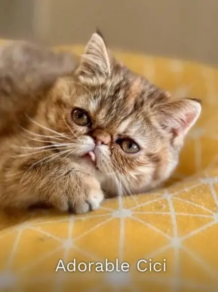 A close-up of an adorable Exotic Shorthair kitten named Cici, showing her flat face and tabby markings.