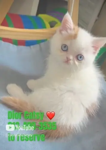 An adorable white Persian kitten with striking blue eyes and light-colored markings, named Dior.