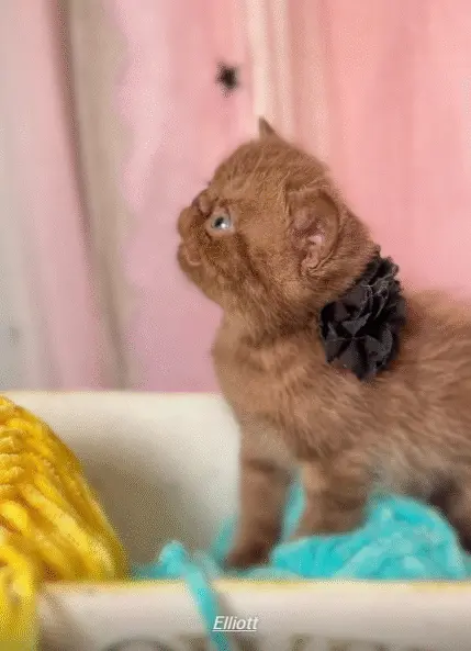 A side profile of a purebred chocolate-colored Exotic Persian kitten named Elliott, wearing a small black floral collar.